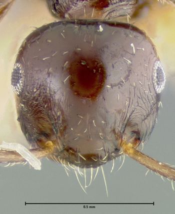 Media type: image; Entomology 20813   Aspect: head frontal view